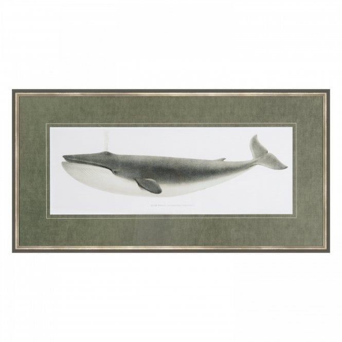 Blue Whale