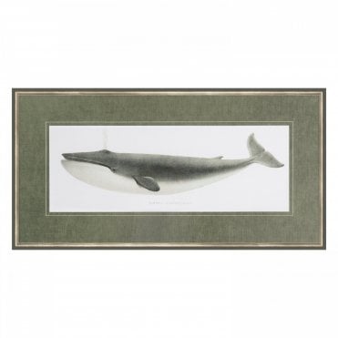 Blue Whale