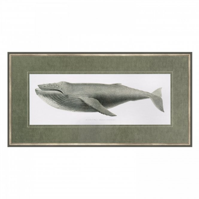 Humpback Whale
