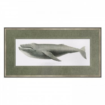Humpback Whale