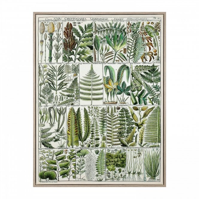 The Botanist Wall Art