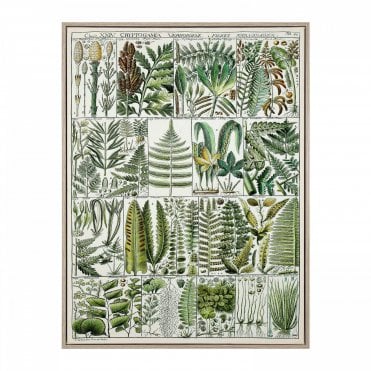 The Botanist Wall Art